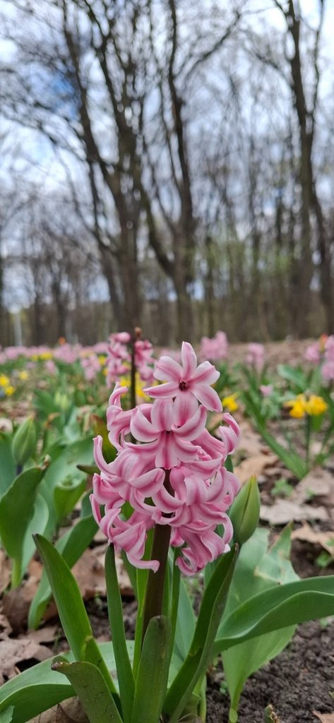 Spring