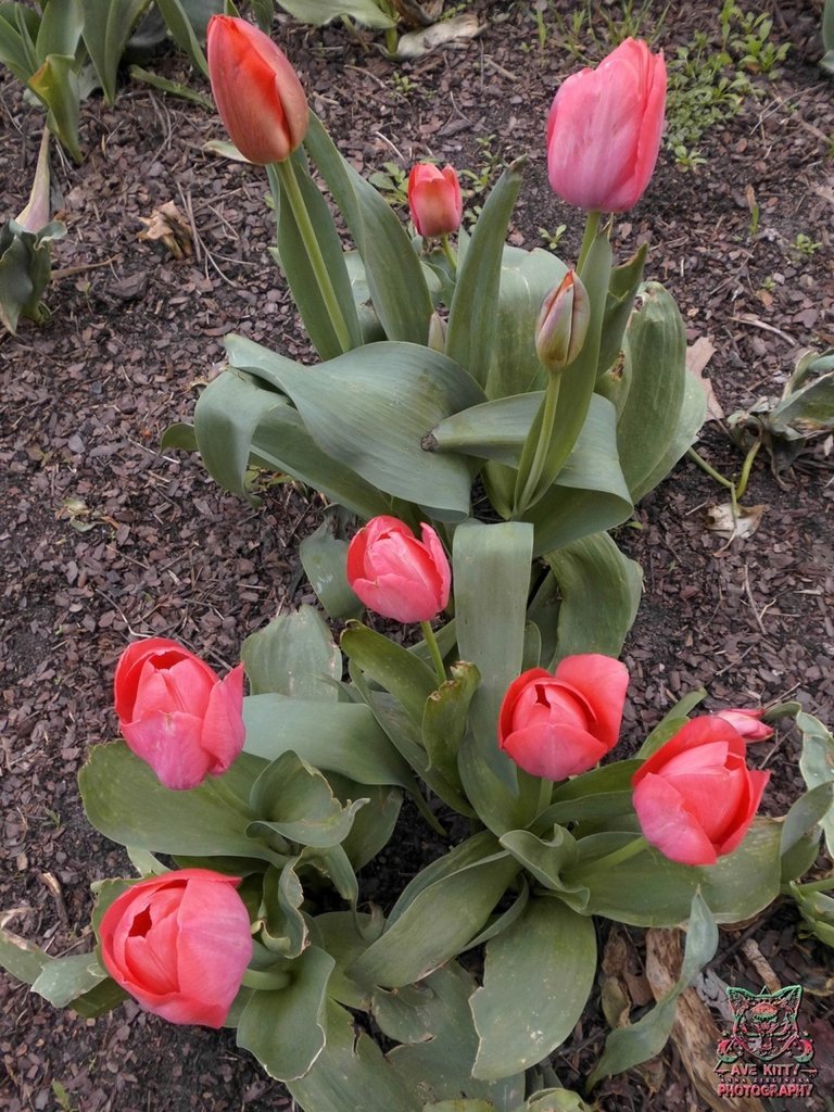 TULIPANY ... part 4