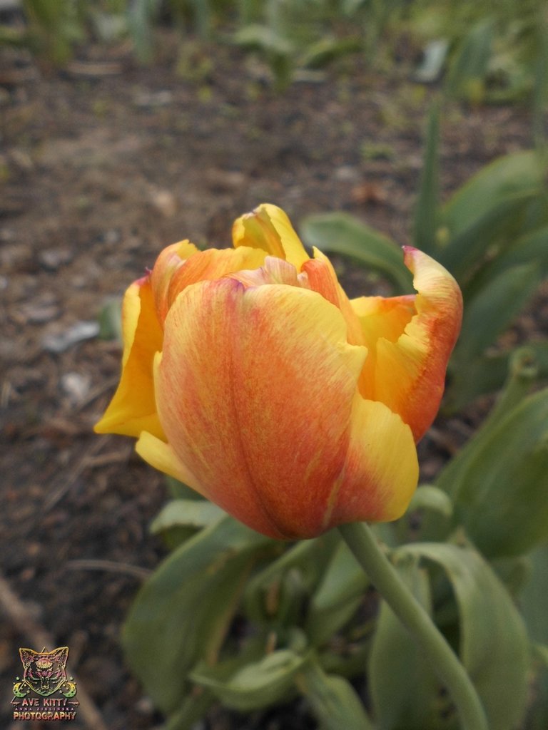 TULIPANY ... part 5