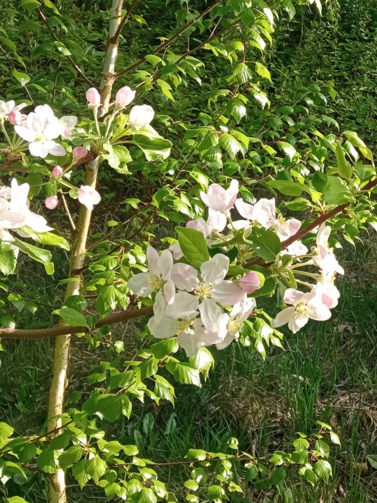 A flower