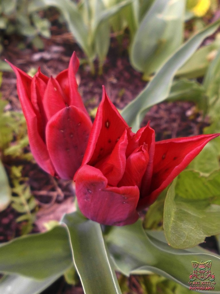 TULIPANY ... part 8