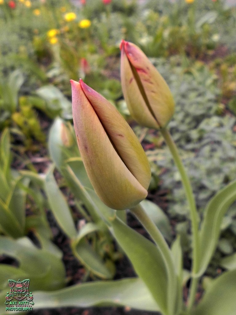 TULIPANY ... part 9