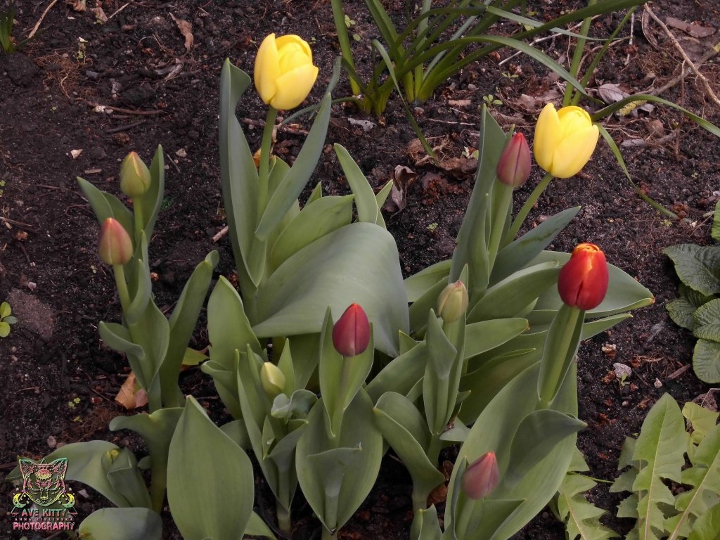 TULIPANY ... part 10
