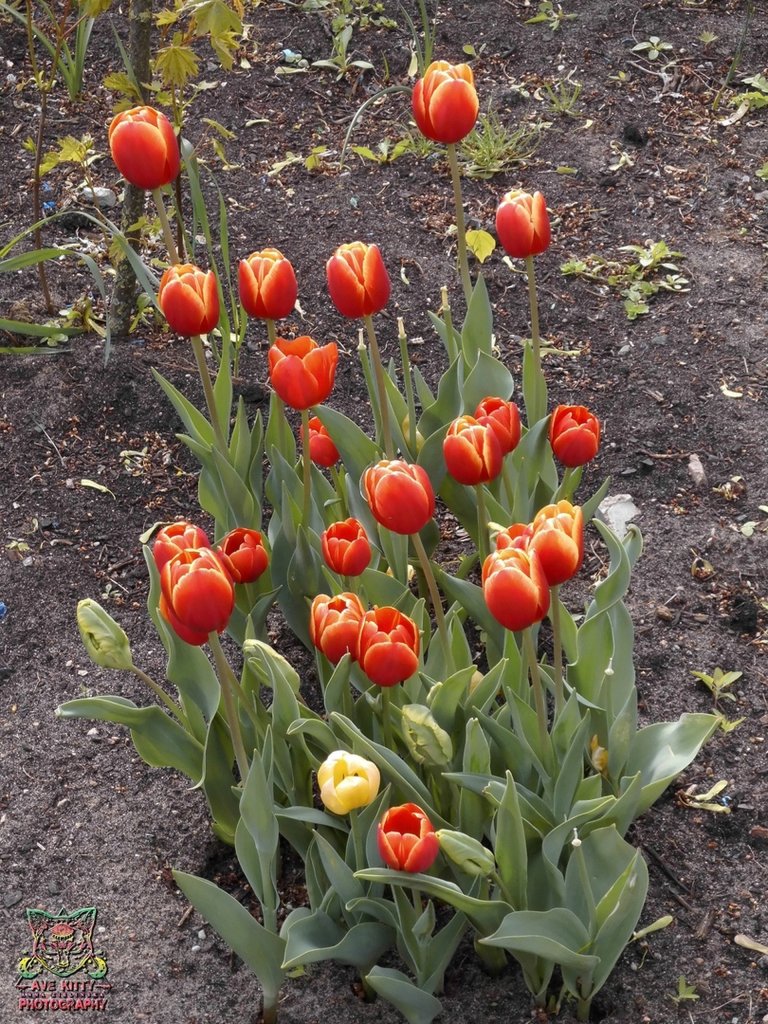 TULIPANY ... part 11