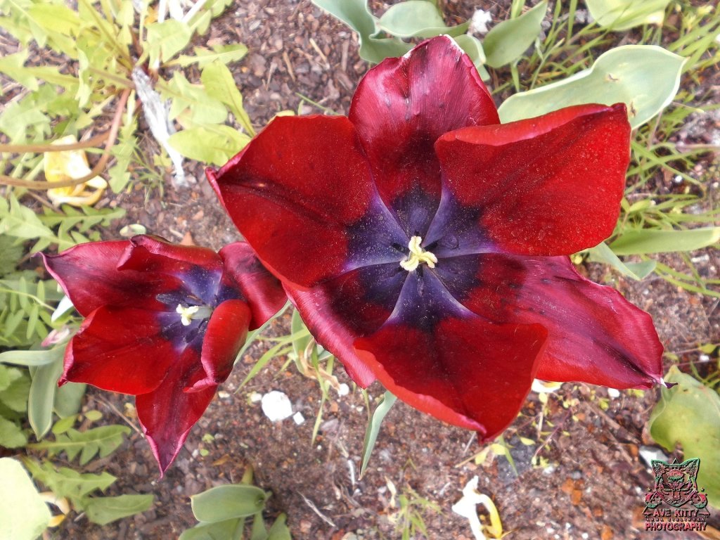 TULIPANY ... part 12