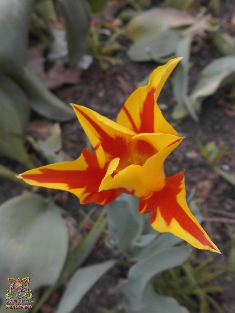TULIPANY ... part 13