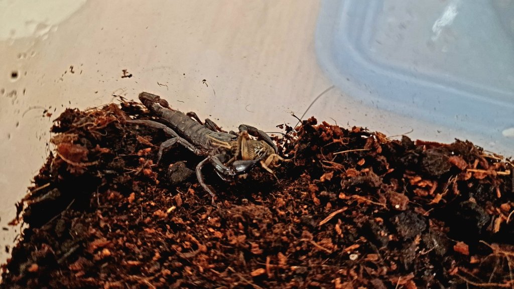 Skorpion