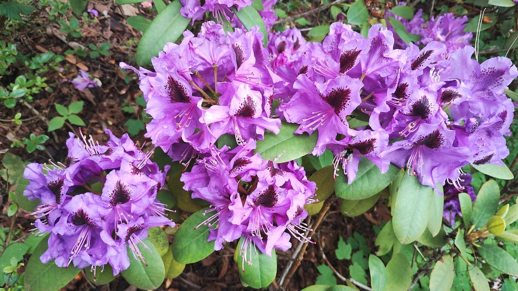 Rododendrony maj swj czas :)