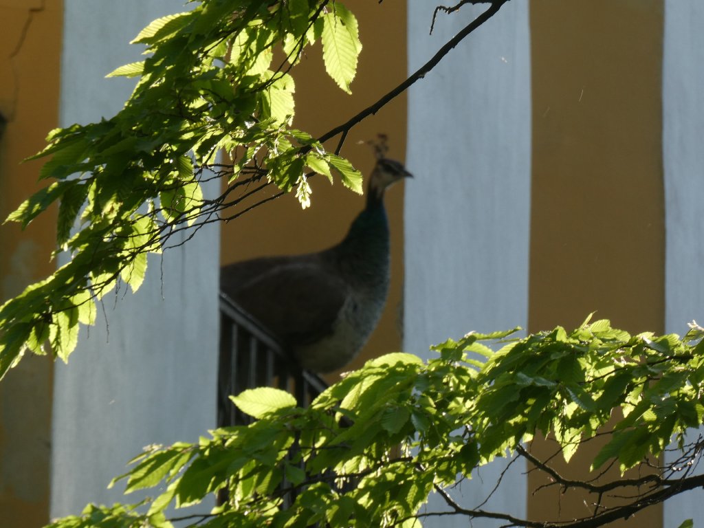 Stranik zamku