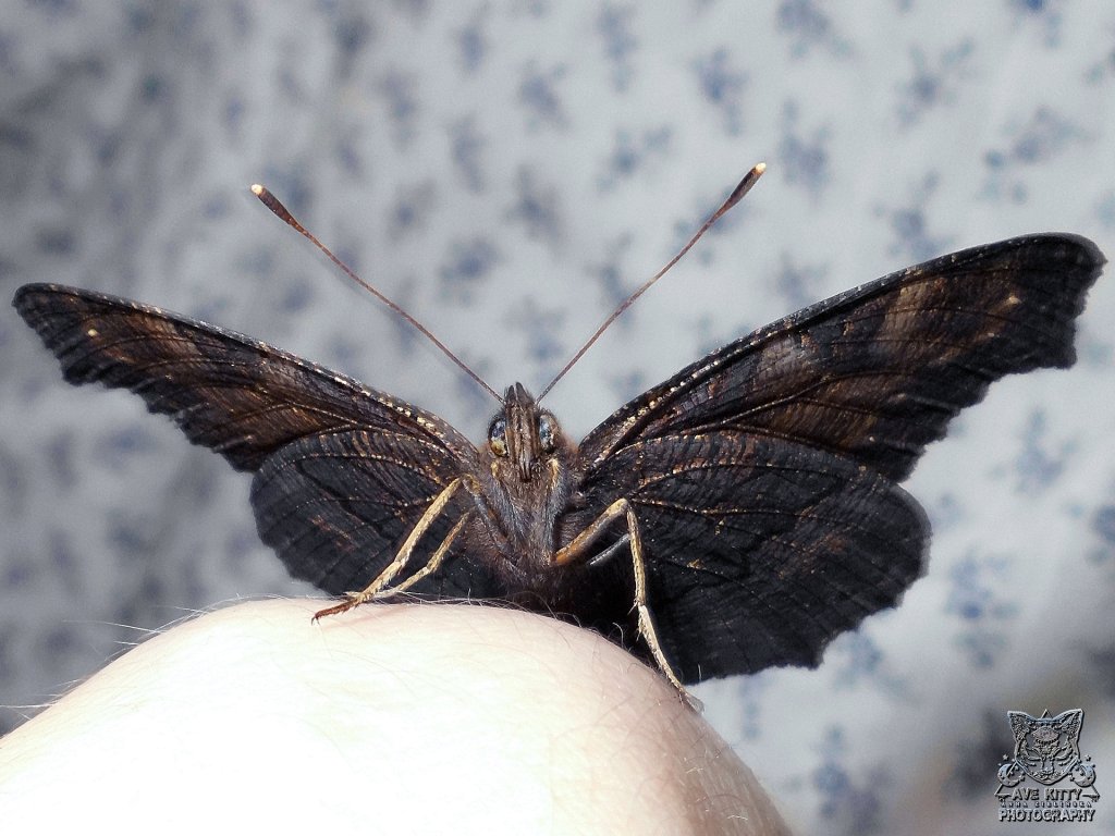 *RUSAKA PAWIK* mi tak modeluje