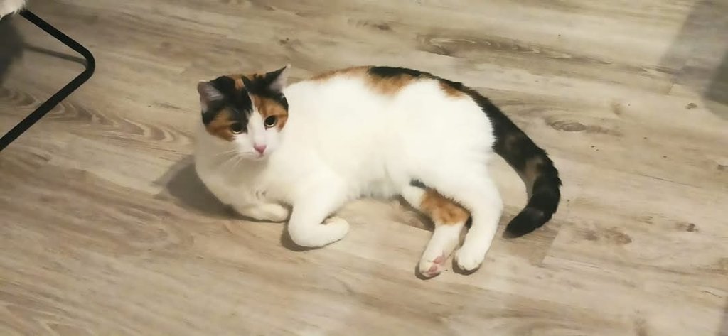 Kicia moja 