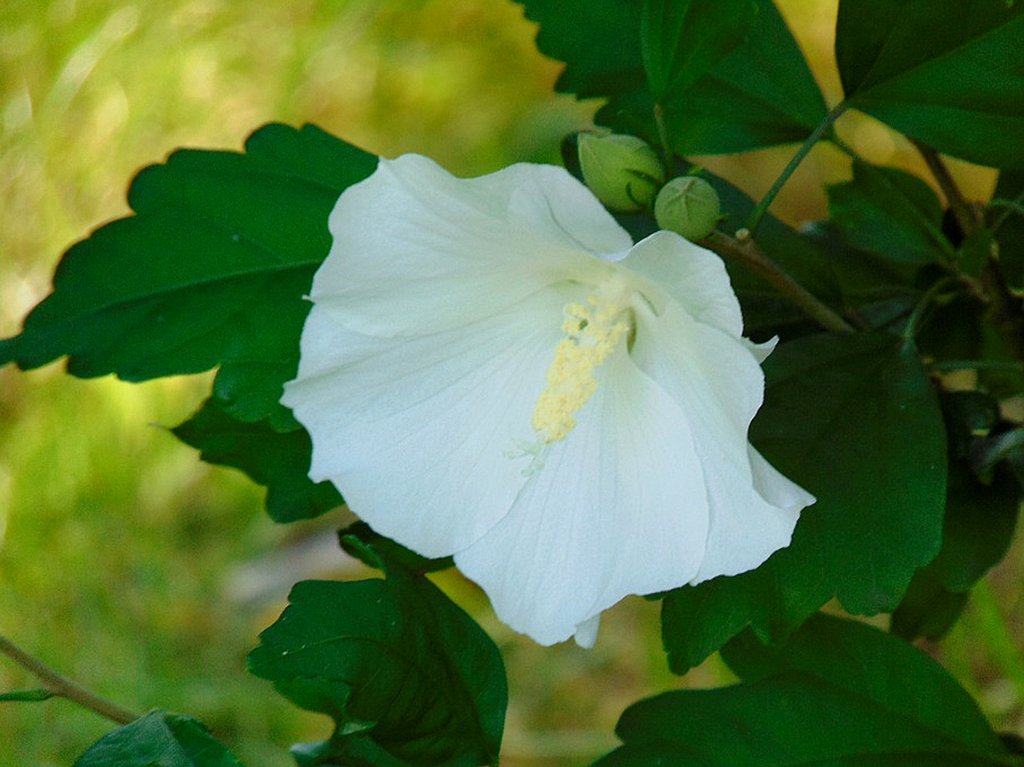 Ketmia-hibiskus :)