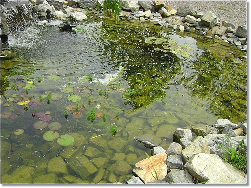 Oczko wodne w parku :)