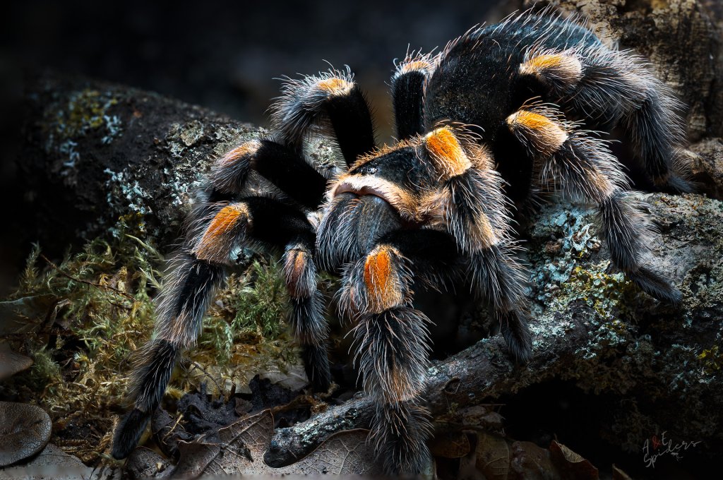 Brachypelma h.