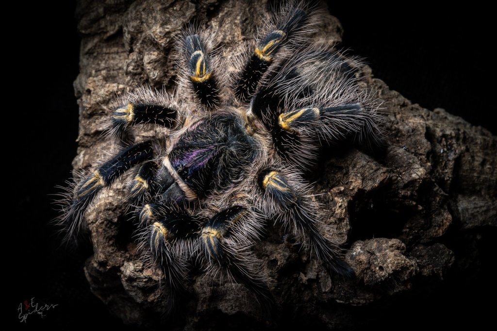 Grammostola pulchripes