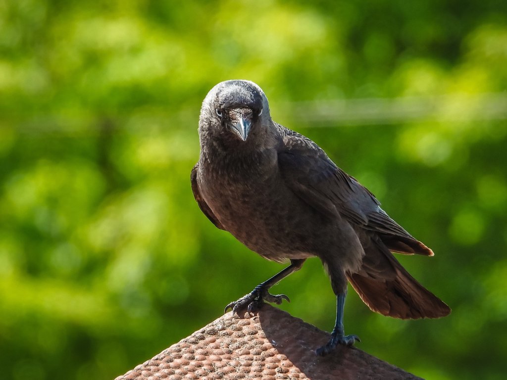 Corvus monedula -Kawka zwyczajna