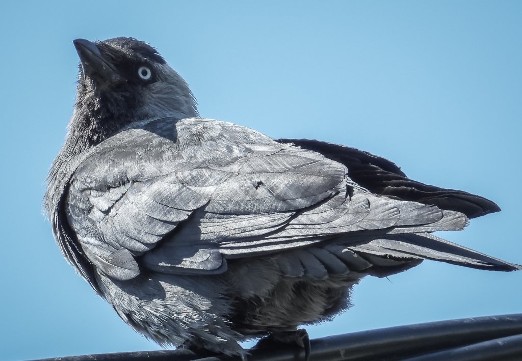 Corvus monedula -Kawka zwyczajna