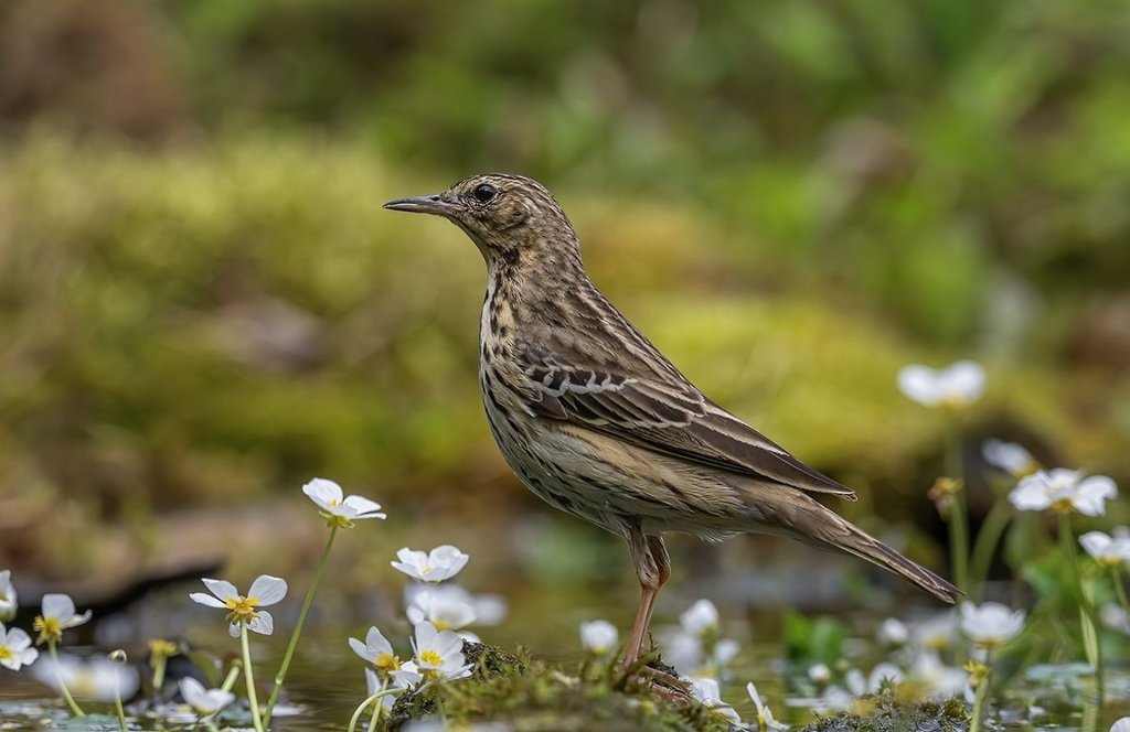 wiergotek drzewny 