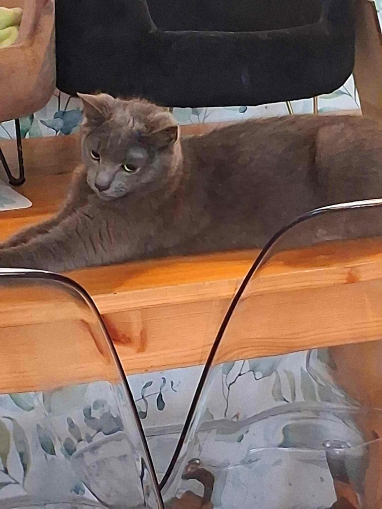 Kocia kawiarnia cig dalszy :)