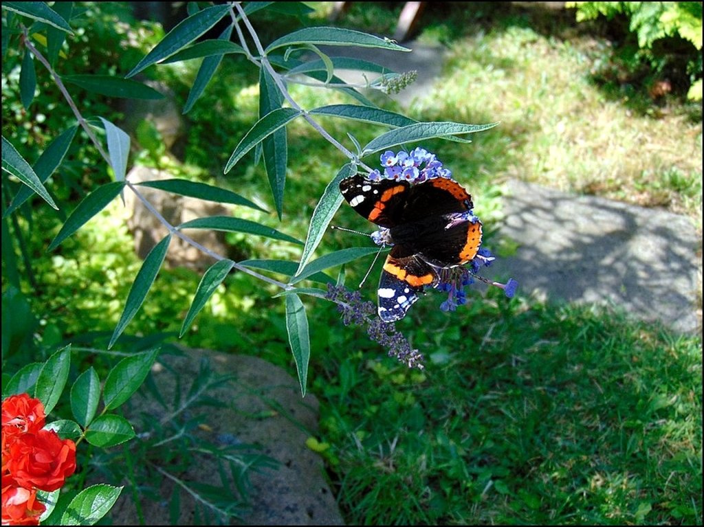 Motyl niczym broszka :)