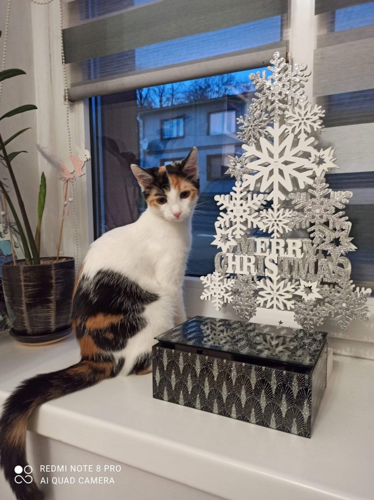 Moja 