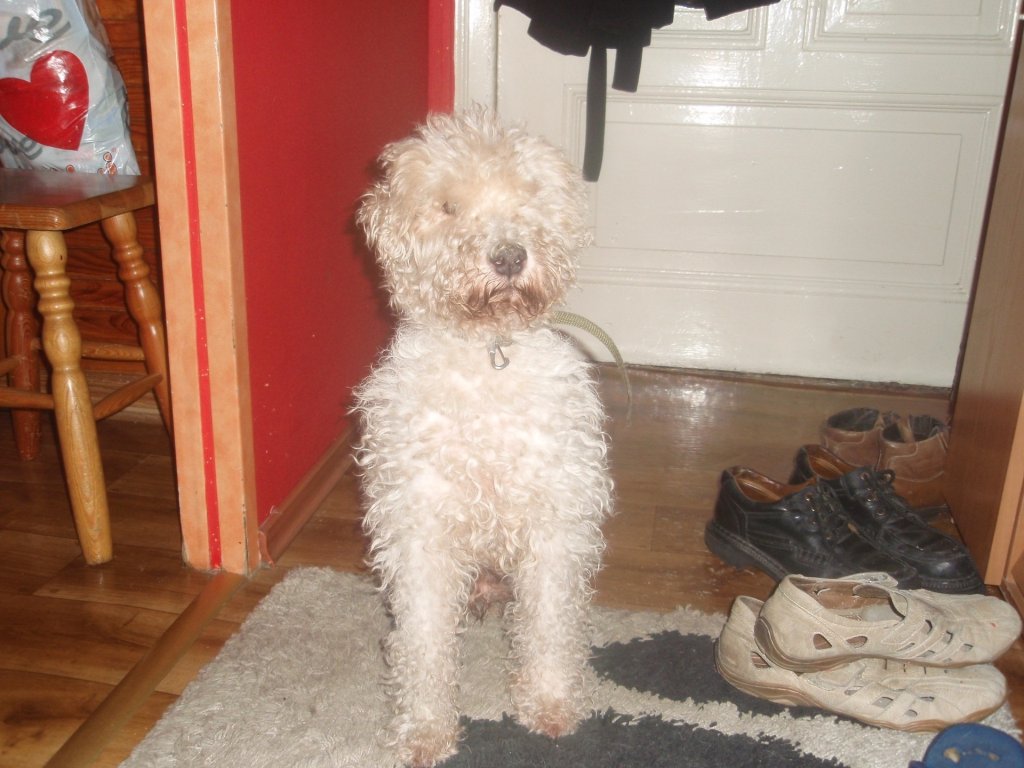 Alfus 