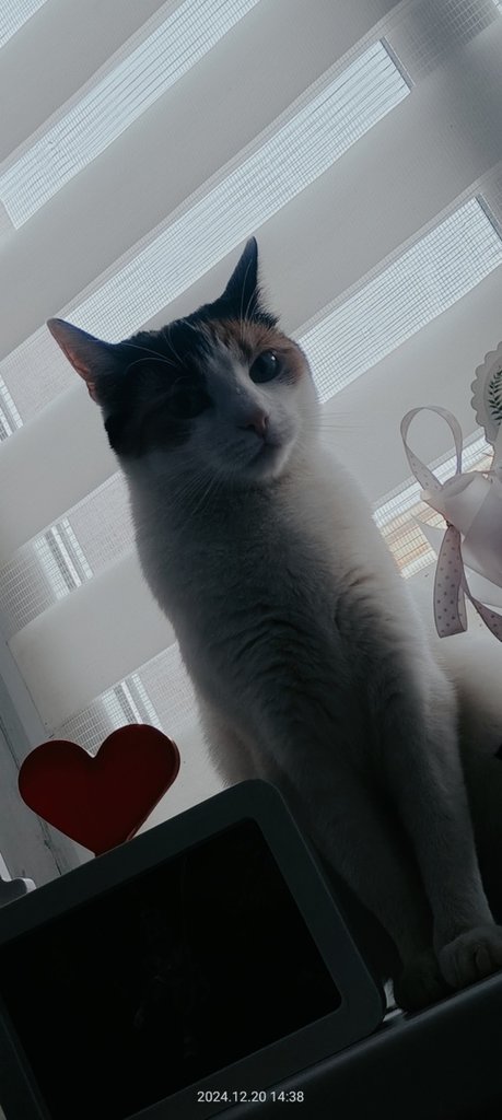 Bella 