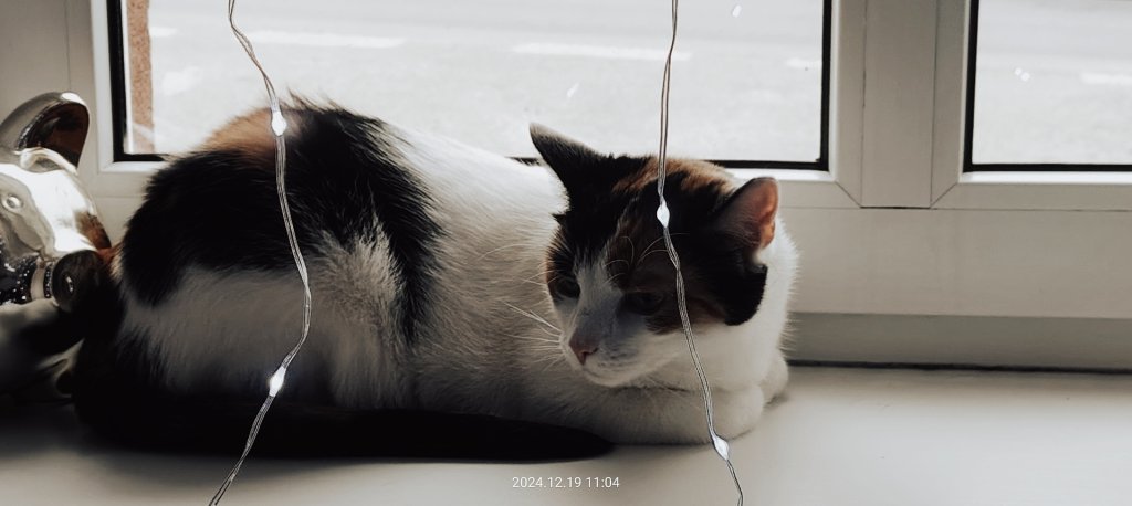 Bella 