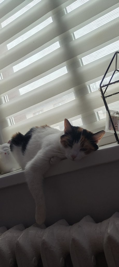 Moja 