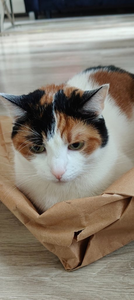 Bella 