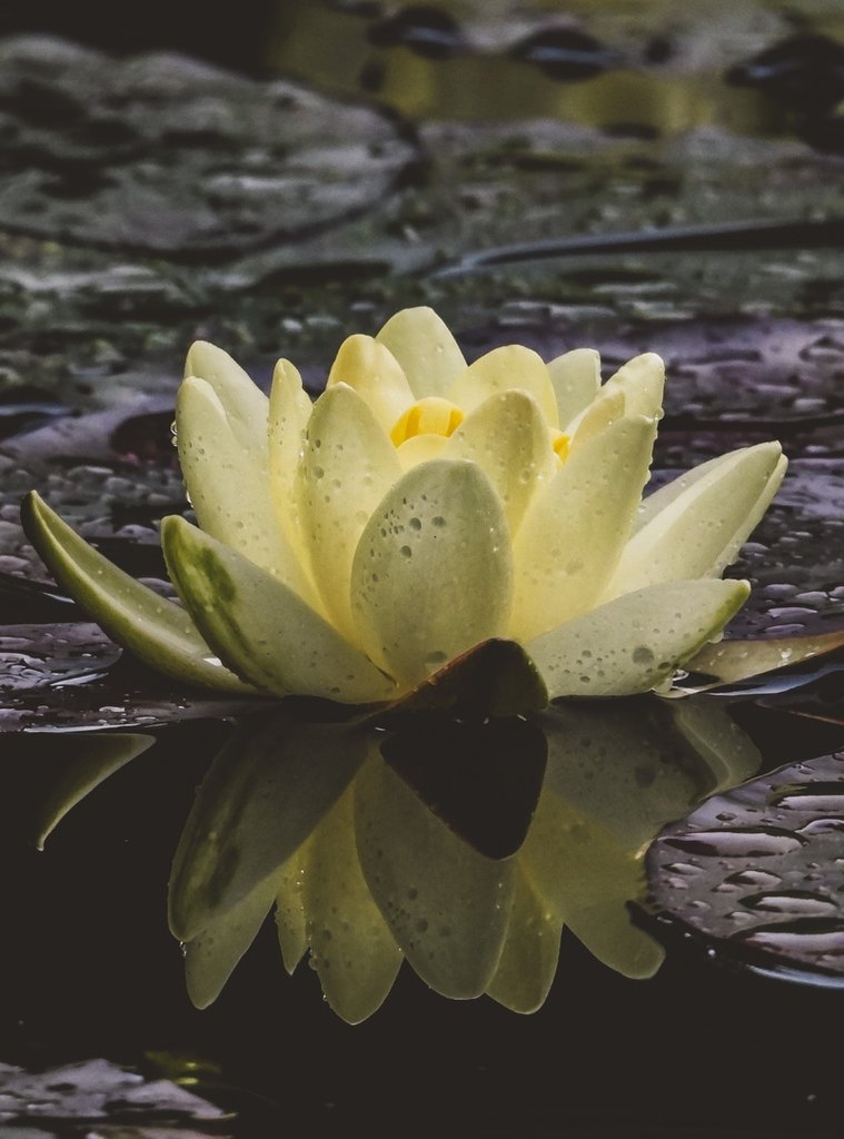 Nymphaea Alba.