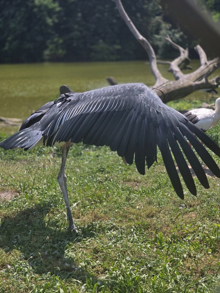 Zwierze