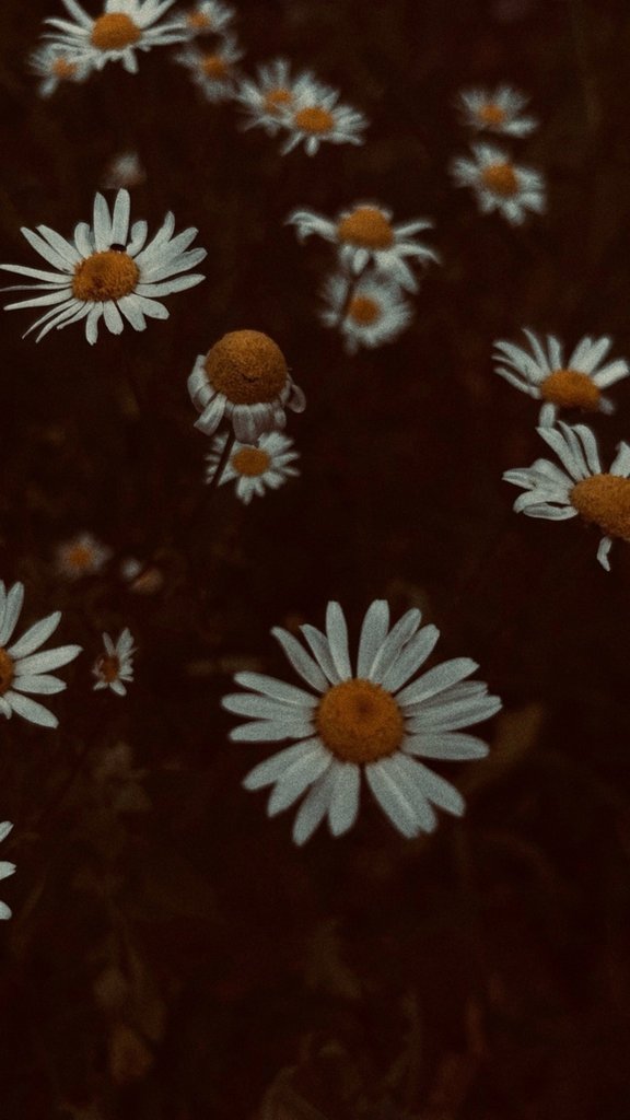 D for daisy