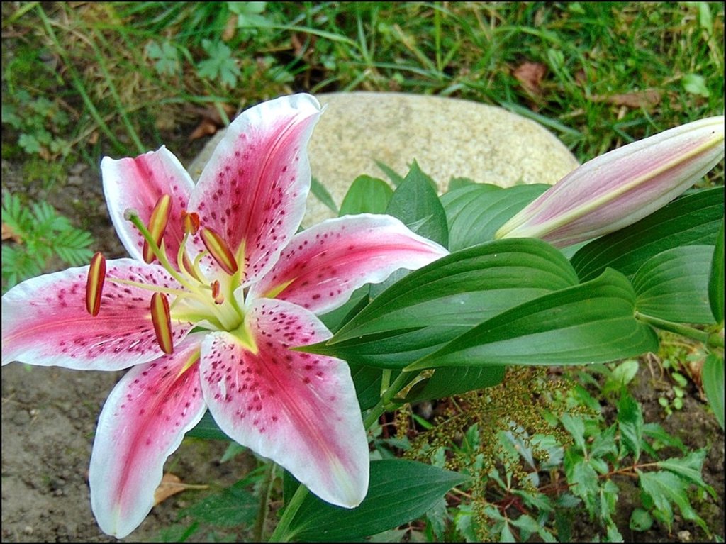 Lilijki te ju kwitn :)