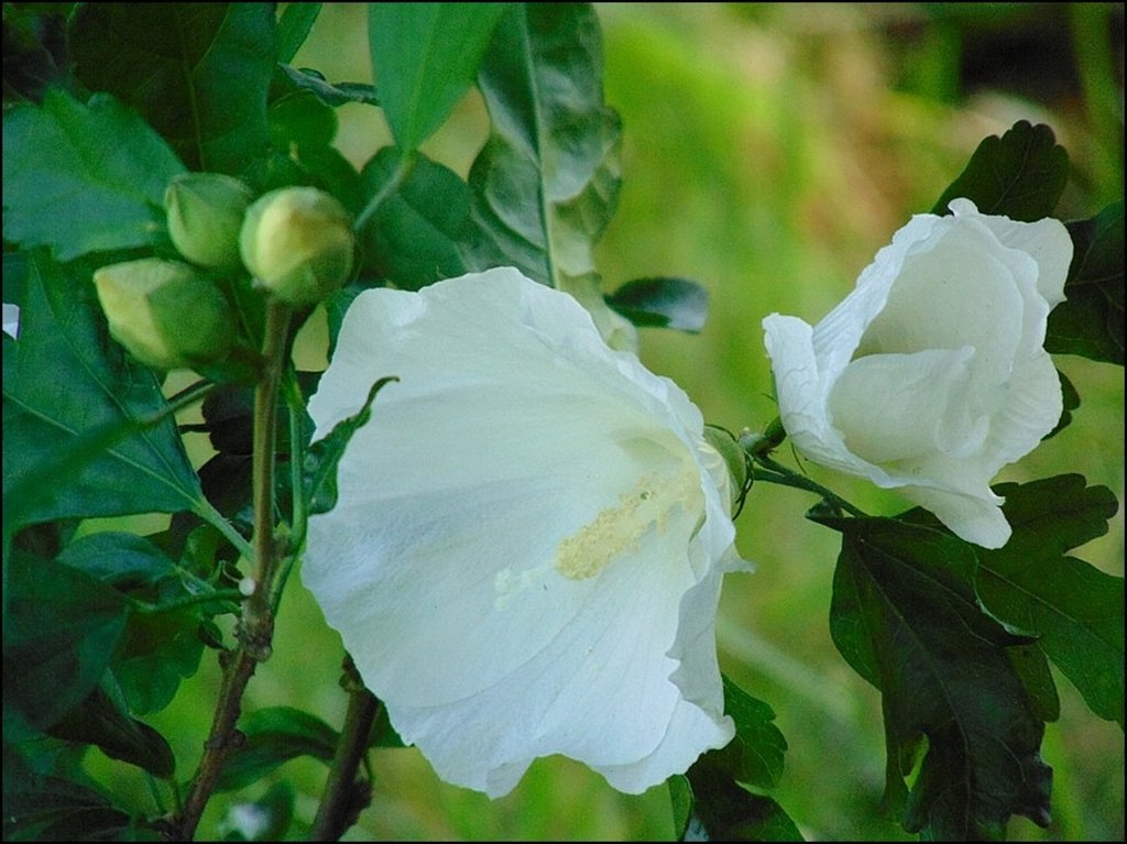 Hibiscus na dzie dobry :)