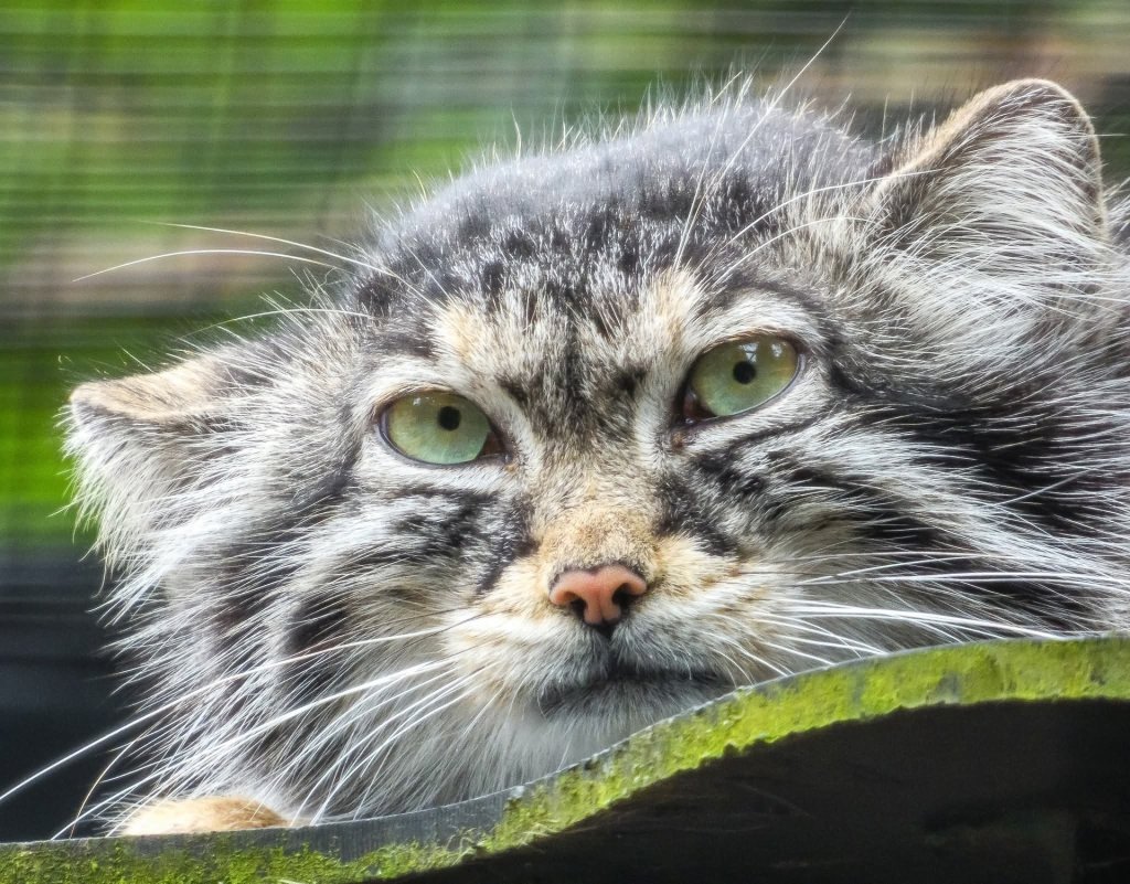 Manul Stepowy - Otocolobus manul