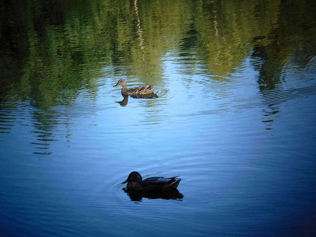 Pan i pani...