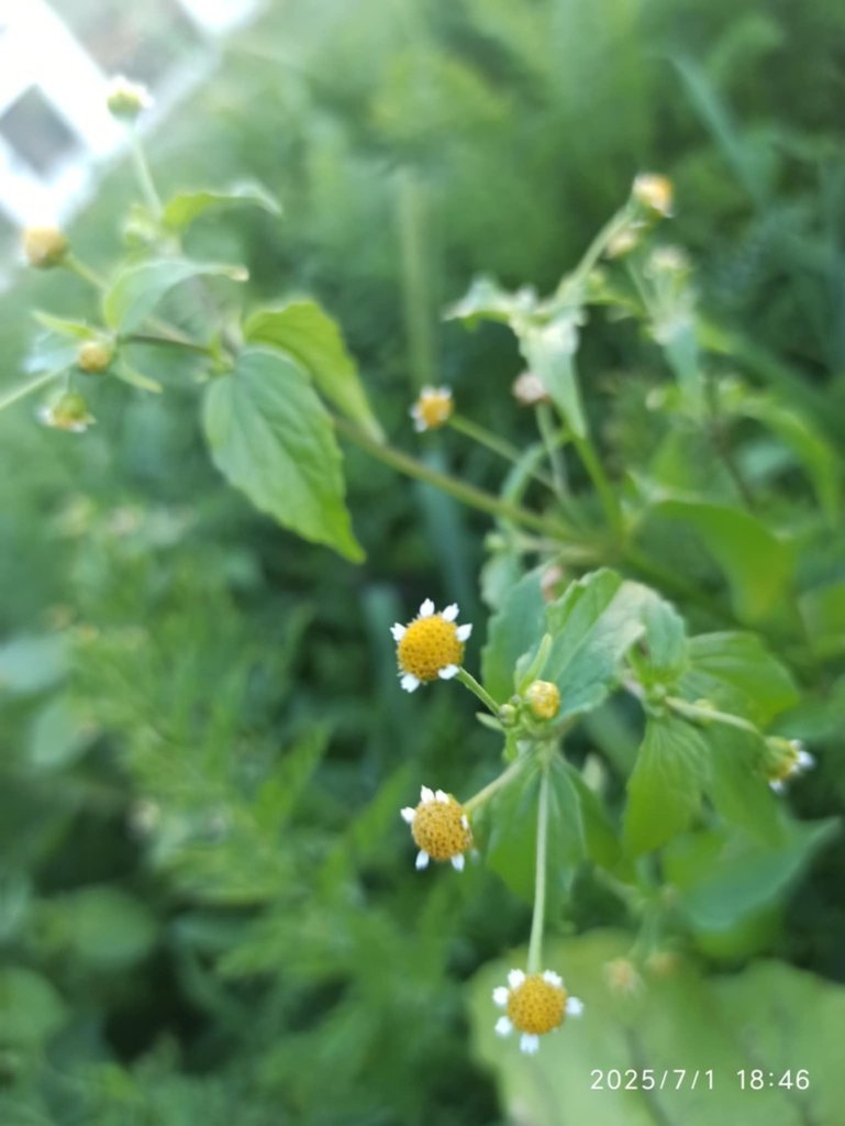 mini kwiatuszki