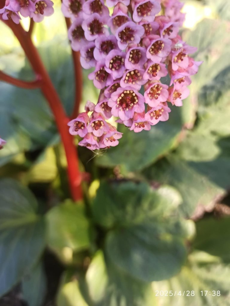 bergenia