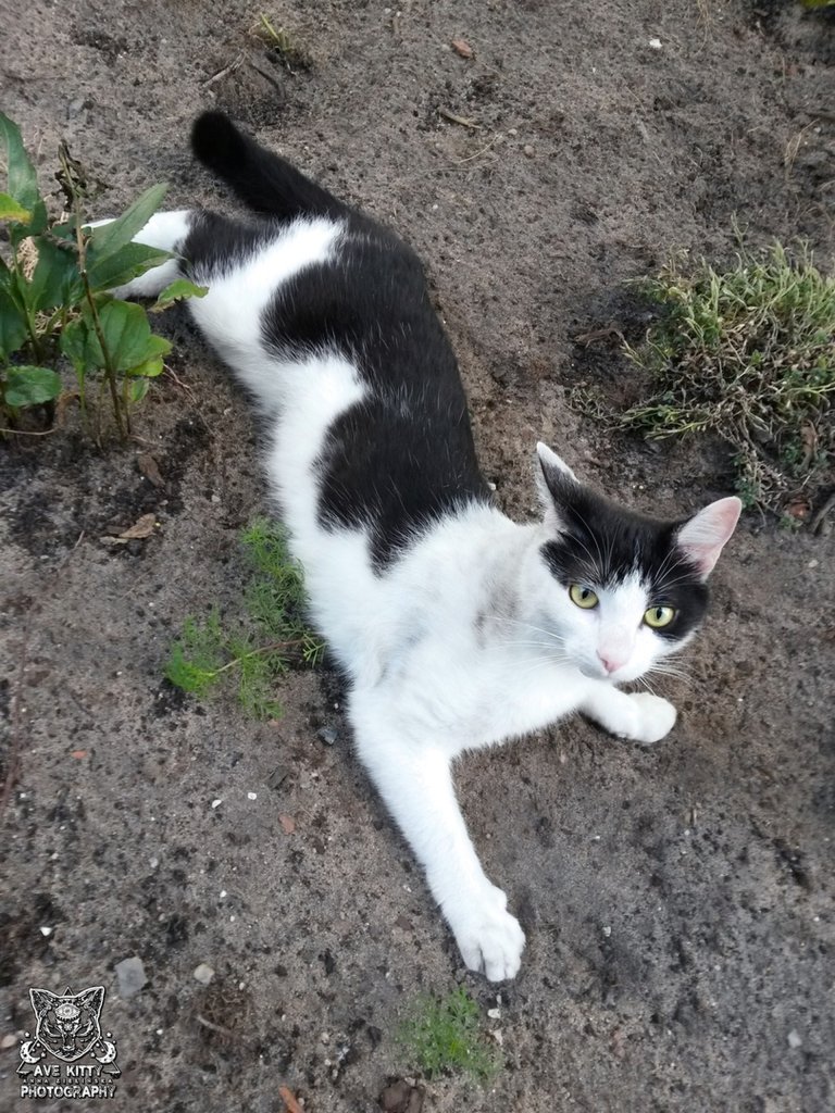 PODWRKOWA KOCIA MODELKA