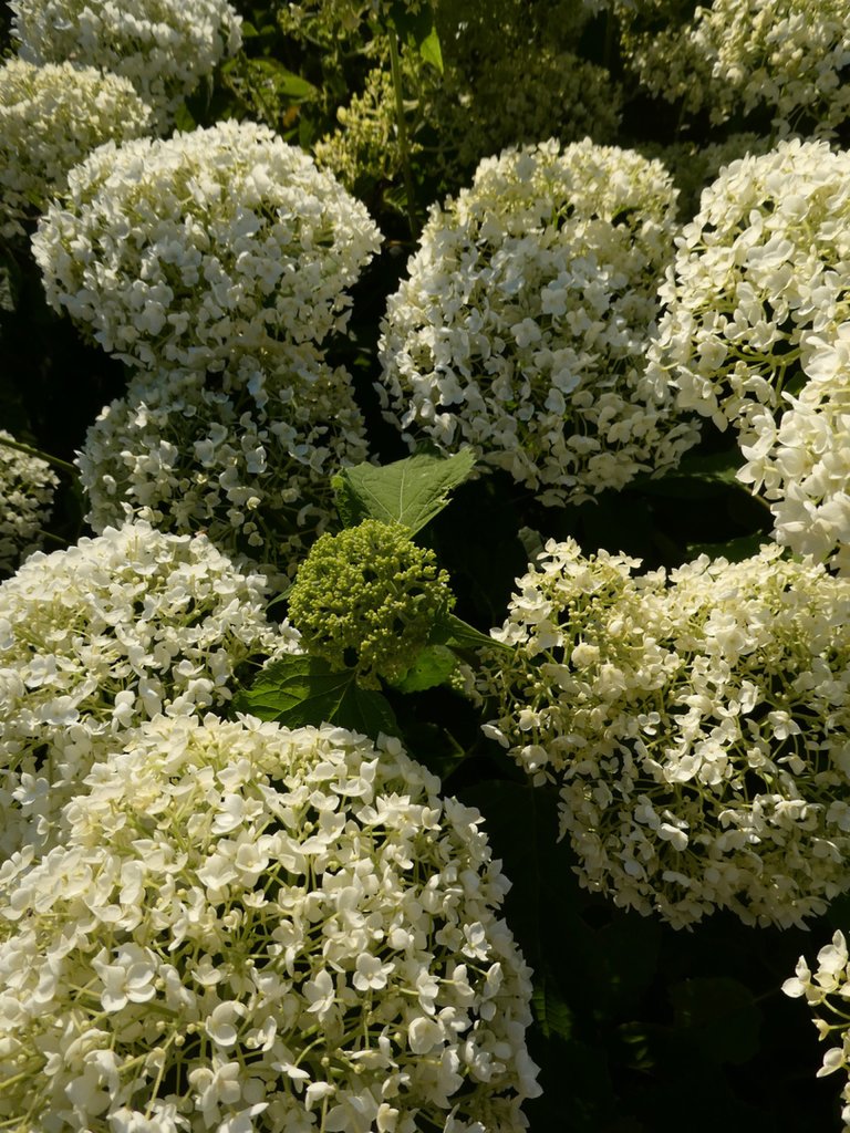 hortensje