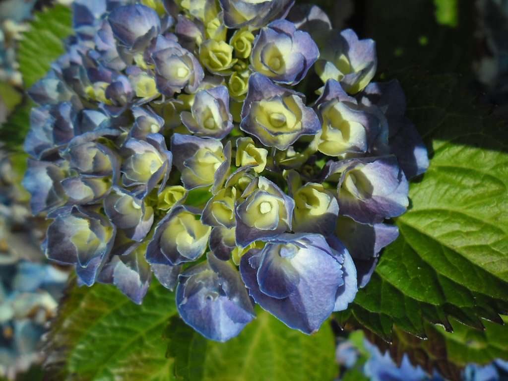 Hortensja  ogrodowa :)