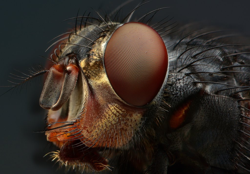 M.