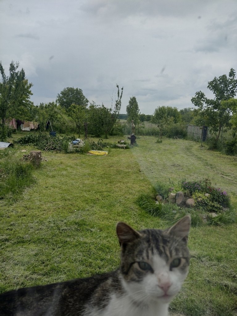 Kocio