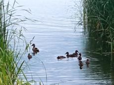 Ducks