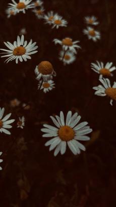 D for daisy