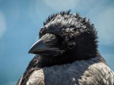 Wrona siwa - (Corvus corone)