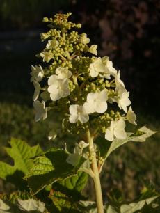 Hortensje