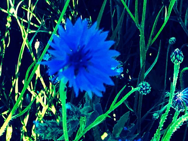 Blue Bloom 