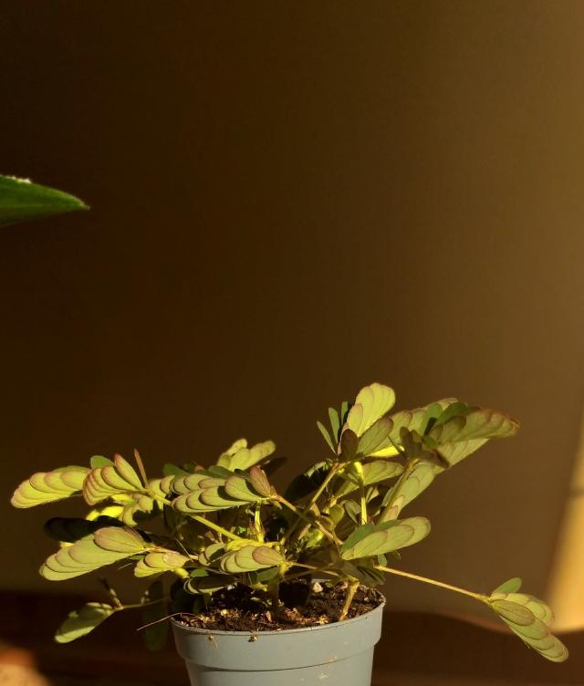 Mimoza.